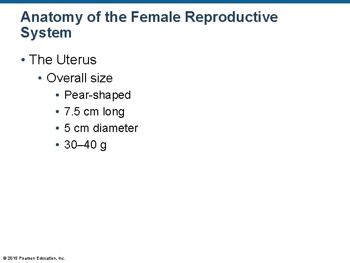 Anatomy of the Female Reproductive System • The Uterus • Overall size • •