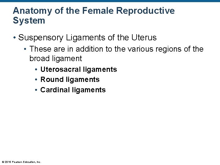 Anatomy of the Female Reproductive System • Suspensory Ligaments of the Uterus • These