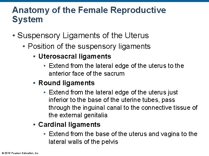 Anatomy of the Female Reproductive System • Suspensory Ligaments of the Uterus • Position