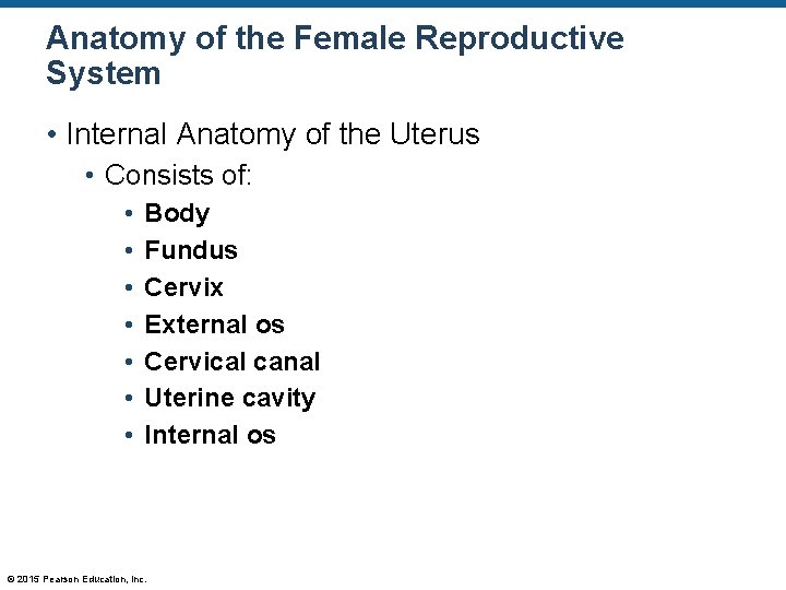 Anatomy of the Female Reproductive System • Internal Anatomy of the Uterus • Consists