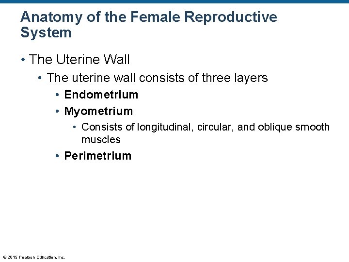 Anatomy of the Female Reproductive System • The Uterine Wall • The uterine wall