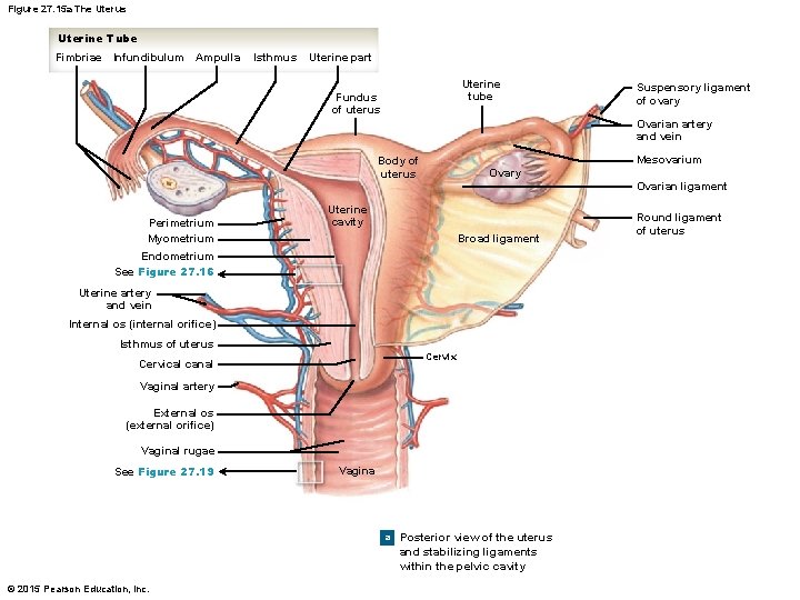 Figure 27. 15 a The Uterus Uterine Tube Fimbriae Infundibulum Ampulla Isthmus Uterine part