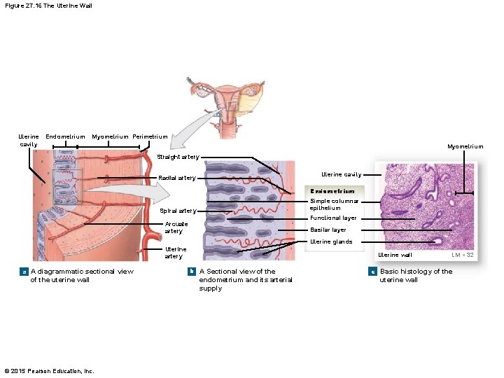 Figure 27. 16 The Uterine Wall Uterine cavity Endometrium Myometrium Perimetrium Myometrium Straight artery
