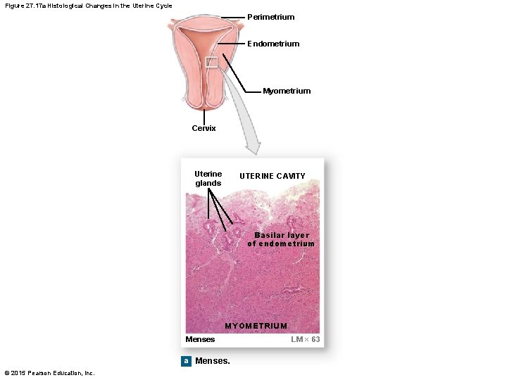 Figure 27. 17 a Histological Changes in the Uterine Cycle Perimetrium Endometrium Myometrium Cervix