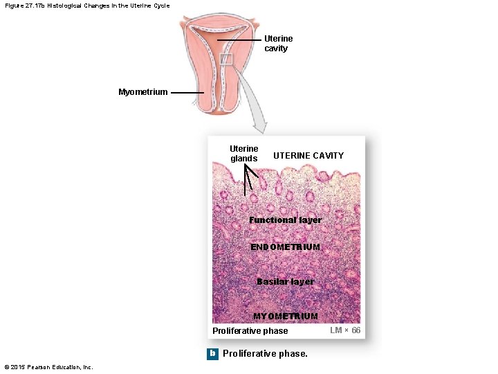 Figure 27. 17 b Histological Changes in the Uterine Cycle Uterine cavity Myometrium Uterine