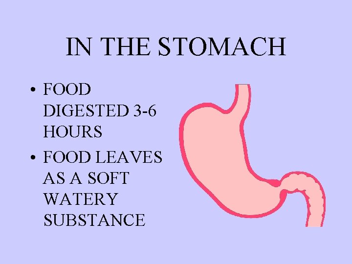 IN THE STOMACH • FOOD DIGESTED 3 -6 HOURS • FOOD LEAVES AS A