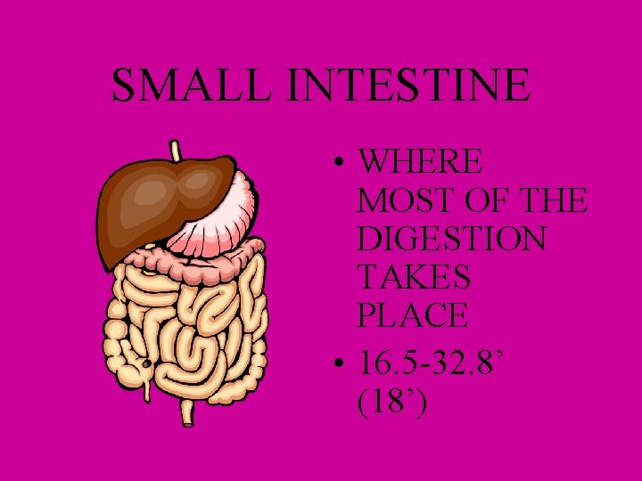 SMALL INTESTINE • WHERE MOST OF THE DIGESTION TAKES PLACE • 16. 5 -32.