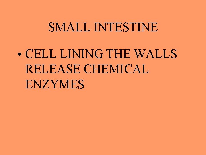 SMALL INTESTINE • CELL LINING THE WALLS RELEASE CHEMICAL ENZYMES 