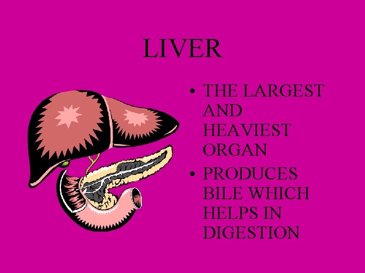 LIVER • THE LARGEST AND HEAVIEST ORGAN • PRODUCES BILE WHICH HELPS IN DIGESTION