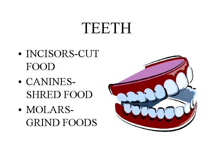 TEETH • INCISORS-CUT FOOD • CANINESSHRED FOOD • MOLARSGRIND FOODS 