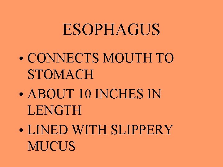 ESOPHAGUS • CONNECTS MOUTH TO STOMACH • ABOUT 10 INCHES IN LENGTH • LINED