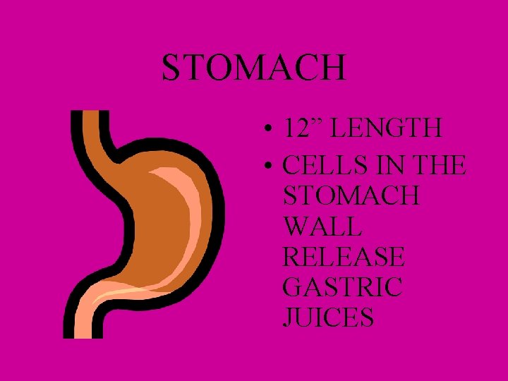 STOMACH • 12” LENGTH • CELLS IN THE STOMACH WALL RELEASE GASTRIC JUICES 
