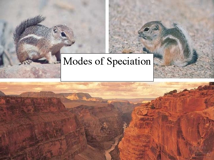 Modes of Speciation 