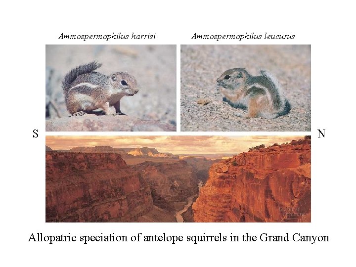 Ammospermophilus harrisi S Ammospermophilus leucurus N Allopatric speciation of antelope squirrels in the Grand