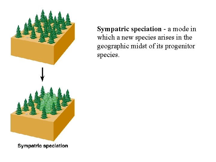 Sympatric speciation - a mode in which a new species arises in the geographic