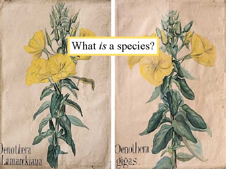 What is a species? 