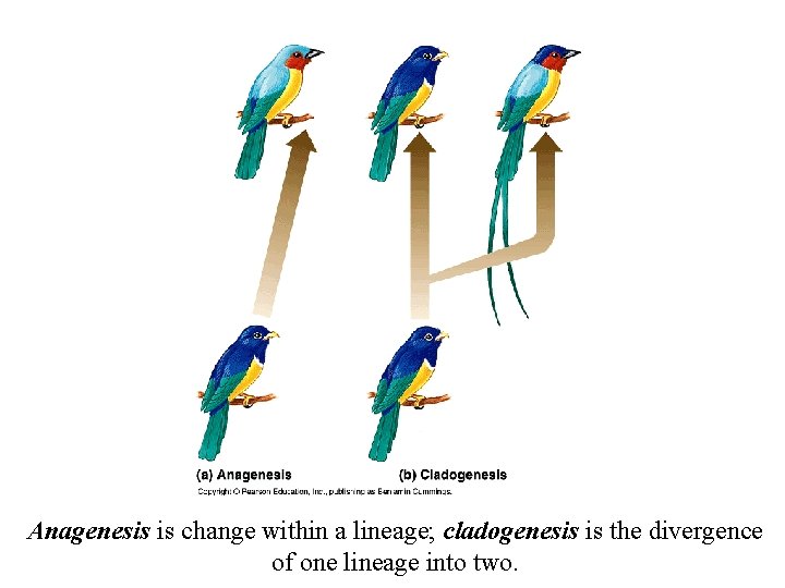 Anagenesis is change within a lineage; cladogenesis is the divergence of one lineage into