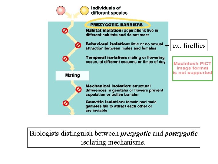 ex. fireflies Biologists distinguish between prezygotic and postzygotic isolating mechanisms. 