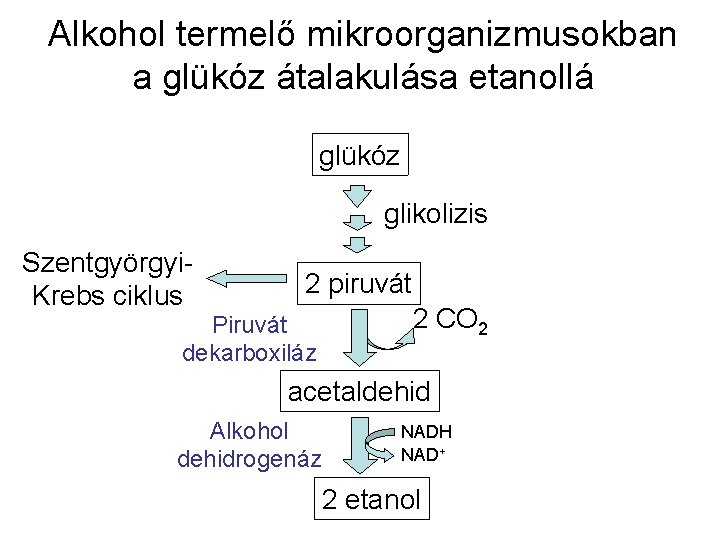 Alkohol termelő mikroorganizmusokban a glükóz átalakulása etanollá glükóz glikolizis Szentgyörgyi. Krebs ciklus 2 piruvát