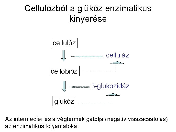Cellulózból a glükóz enzimatikus kinyerése cellulóz celluláz cellobióz b-glükozidáz glükóz Az intermedier és a