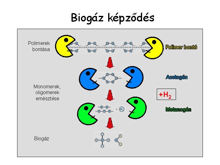 Biogáz képződés Polimerek bontása Monomerek, oligomerek emésztése Biogáz +H 2 