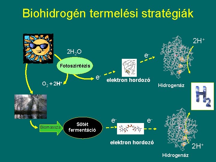 Biohidrogén termelési stratégiák 2 H+ 2 H 2 O e- Fotoszintézis O 2 +