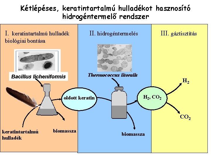 Kétlépéses, keratintartalmú hulladékot hasznosító hidrogéntermelő rendszer I. keratintartalmú hulladék II. hidrogéntermelés III. gáztisztítás biológiai