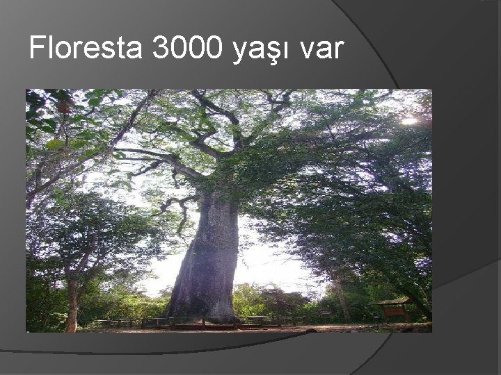 Floresta 3000 yaşı var 