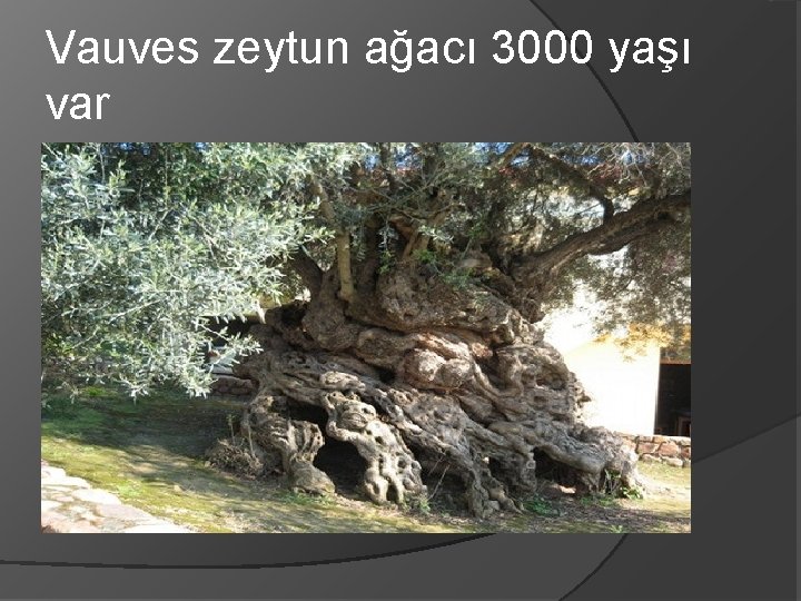 Vauves zeytun ağacı 3000 yaşı var 