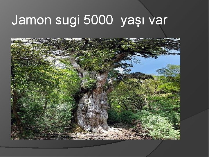 Jamon sugi 5000 yaşı var 