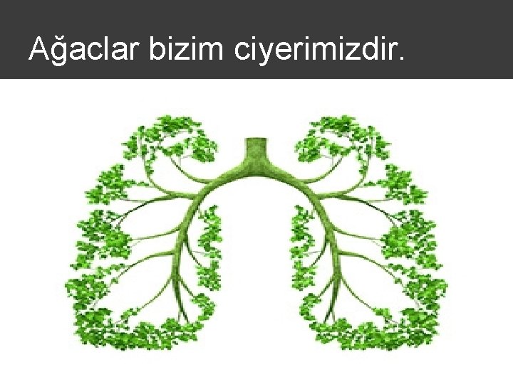 Ağaclar bizim ciyerimizdir. 