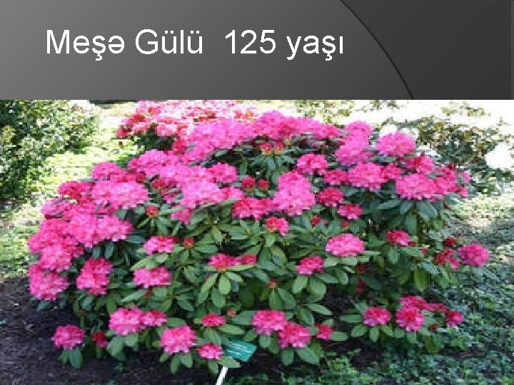 Meşə Gülü 125 yaşı 