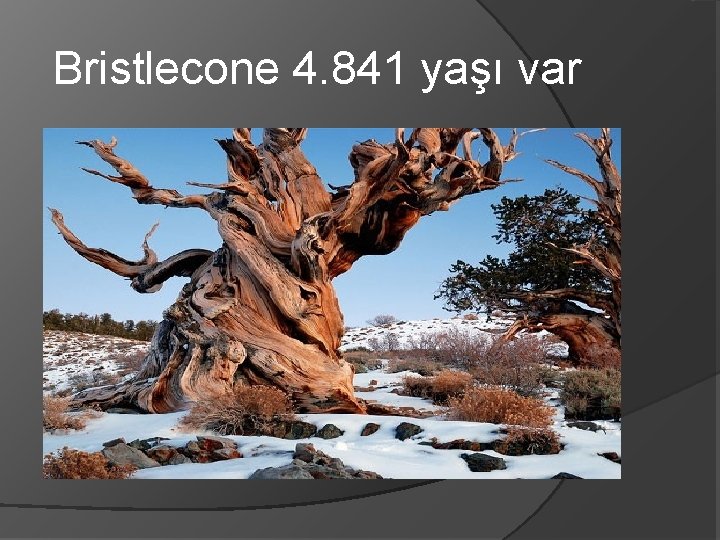 Bristlecone 4. 841 yaşı var 