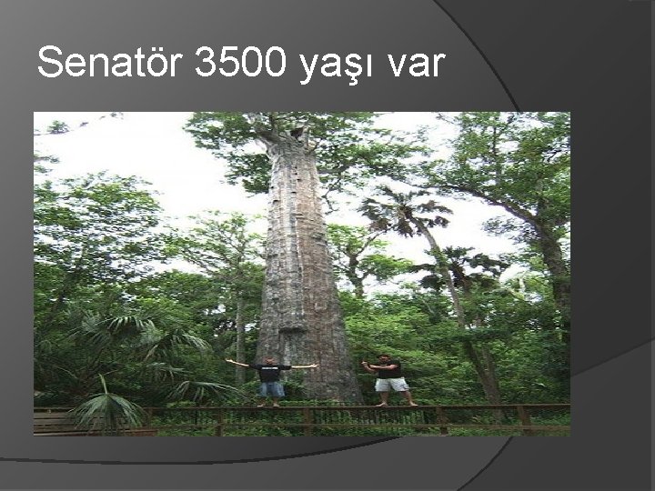 Senatör 3500 yaşı var 