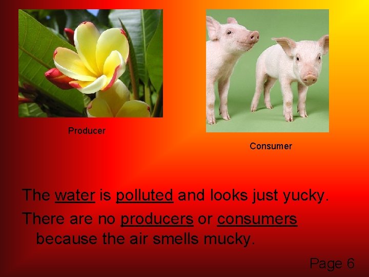 Producer Consumer The water is polluted and looks just yucky. There are no producers