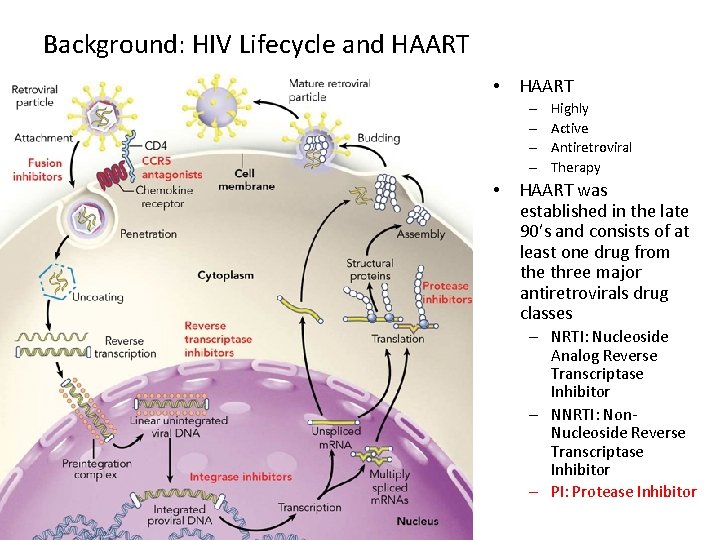 Background: HIV Lifecycle and HAART • HAART – – • Highly Active Antiretroviral Therapy