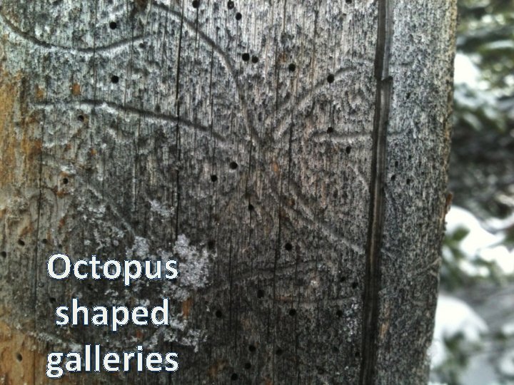 Octopus shaped galleries 