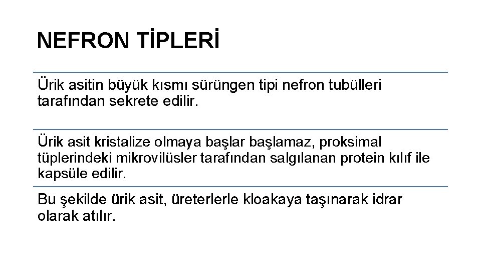 NEFRON TİPLERİ Ürik asitin büyük kısmı sürüngen tipi nefron tubülleri tarafından sekrete edilir. Ürik