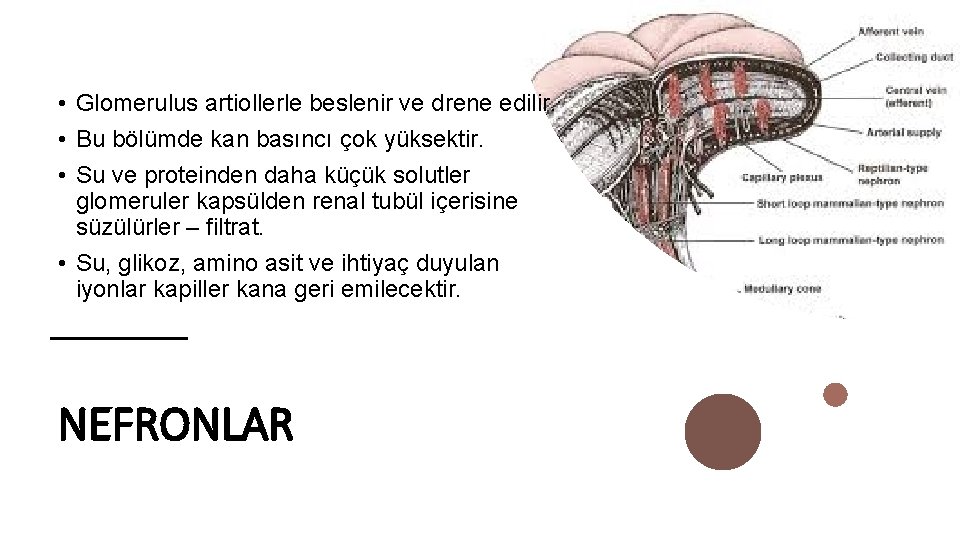  • Glomerulus artiollerle beslenir ve drene edilir. • Bu bölümde kan basıncı çok