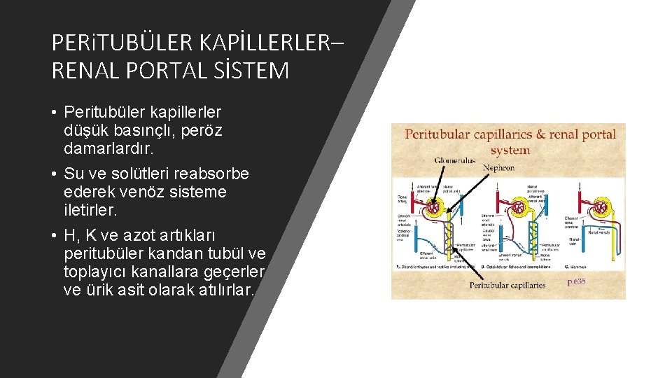 PERi. TUBÜLER KAPİLLERLER– RENAL PORTAL SİSTEM • Peritubüler kapillerler düşük basınçlı, peröz damarlardır. •