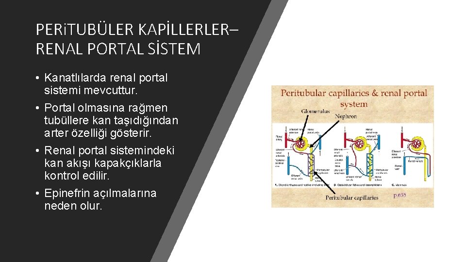 PERi. TUBÜLER KAPİLLERLER– RENAL PORTAL SİSTEM • Kanatlılarda renal portal sistemi mevcuttur. • Portal