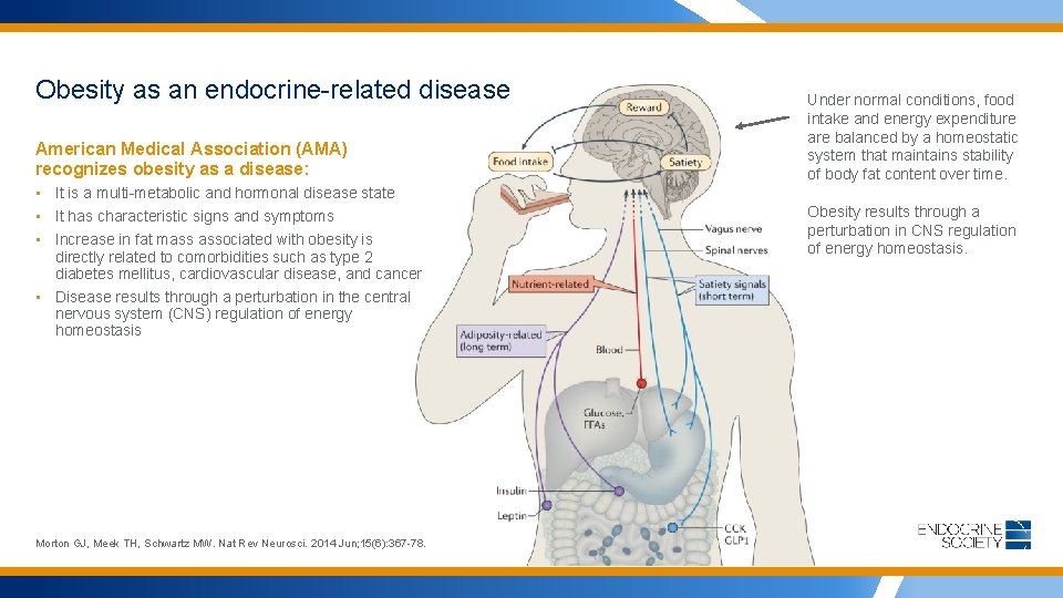 Obesity as an endocrine-related disease American Medical Association (AMA) recognizes obesity as a disease: