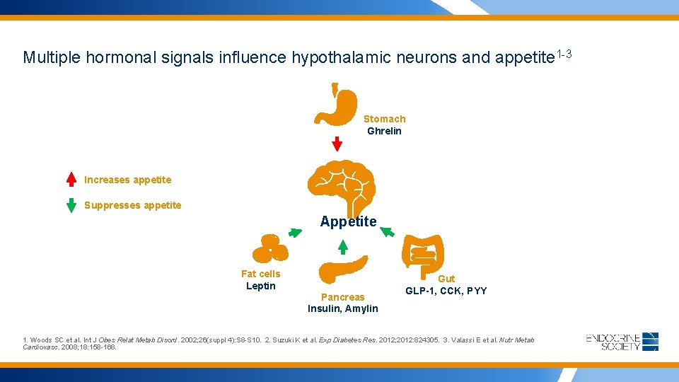 Multiple hormonal signals influence hypothalamic neurons and appetite 1 -3 Stomach Ghrelin Increases appetite