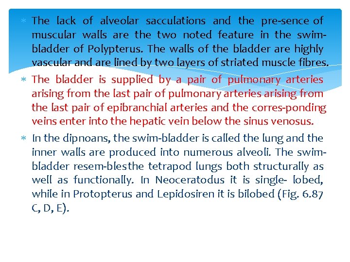  The lack of alveolar sacculations and the pre sence of muscular walls are