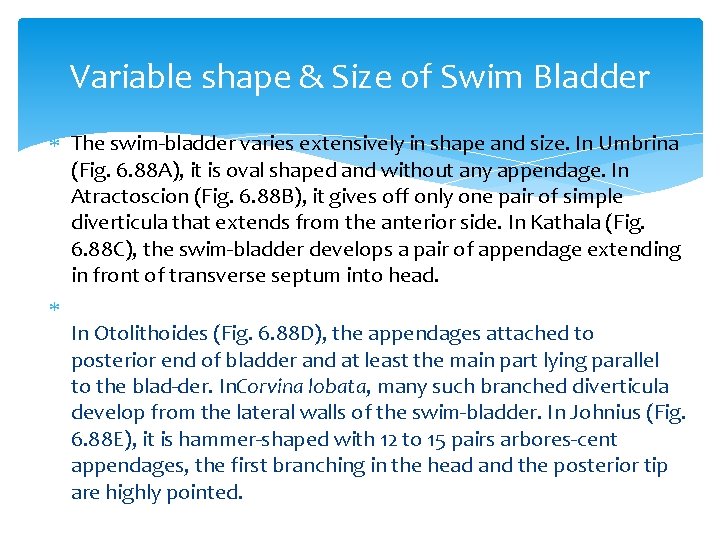 Variable shape & Size of Swim Bladder The swim bladder varies extensively in shape