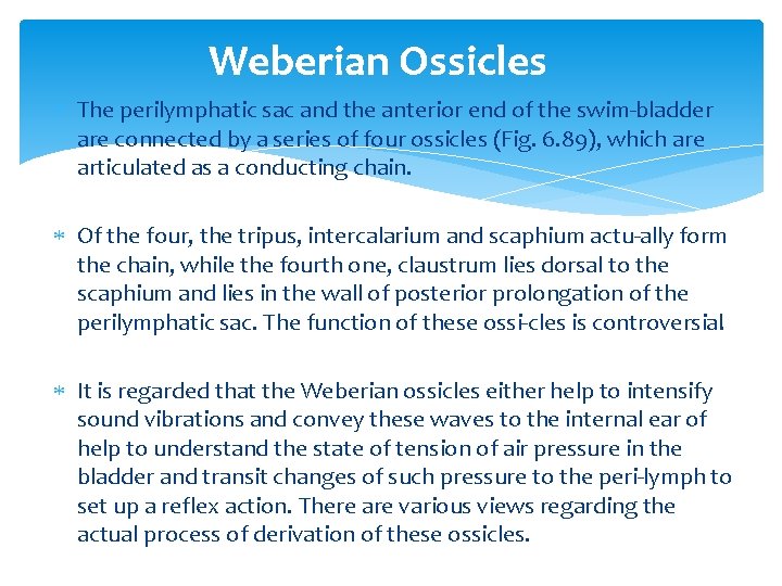 Weberian Ossicles The perilymphatic sac and the anterior end of the swim bladder are