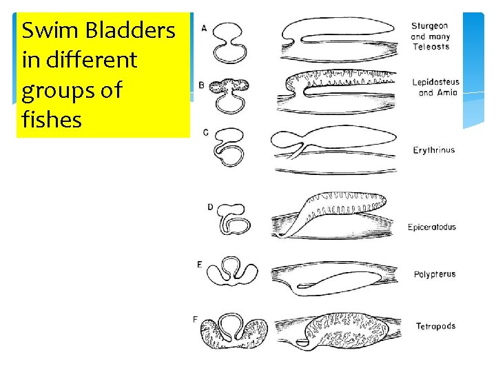 Swim Bladders in different groups of fishes 