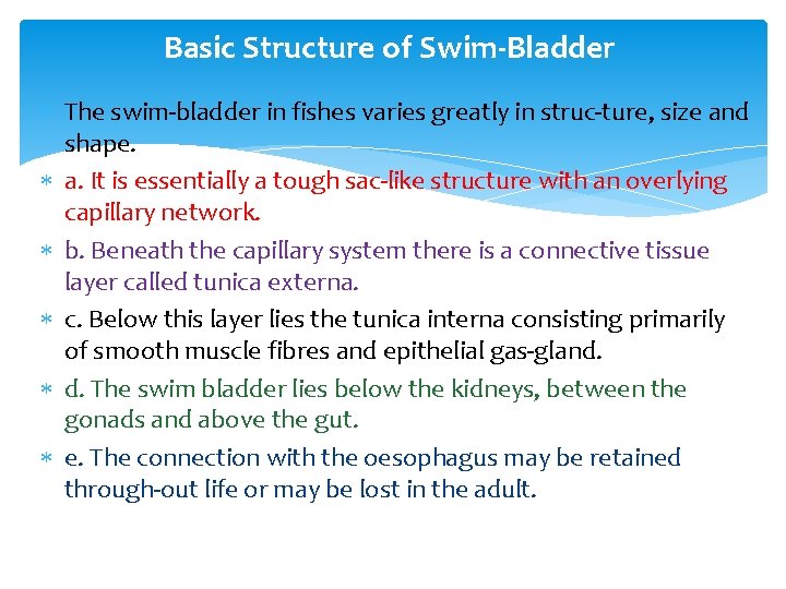 Basic Structure of Swim Bladder The swim bladder in fishes varies greatly in struc