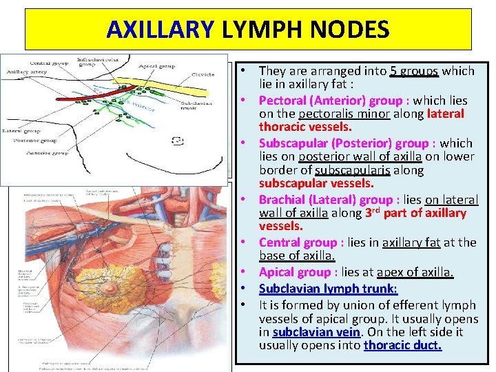 AXILLARY LYMPH NODES • They are arranged into 5 groups which lie in axillary