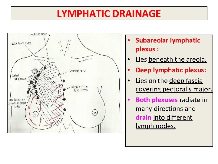 LYMPHATIC DRAINAGE • Subareolar lymphatic plexus : • Lies beneath the areola. • Deep